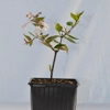 Photo de Abelia "Grandiflora".